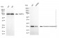 KD-Validated Anti-EXOSC1 Mouse Monoclonal Antibody