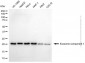 KD-Validated Anti-EXOSC1 Mouse Monoclonal Antibody
