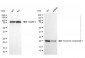 KD-Validated Anti-EXOSC1 Mouse Monoclonal Antibody