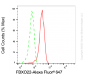KD-Validated Anti-FBXO22 Mouse Monoclonal Antibody