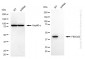 KD-Validated Anti-FBXO22 Mouse Monoclonal Antibody