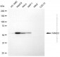 KD-Validated Anti-FANCC Mouse Monoclonal Antibody