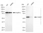 KD-Validated Anti-FANCC Mouse Monoclonal Antibody