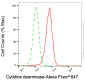 KD-Validated Anti-CDA Rabbit Monoclonal Antibody