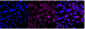 KD-Validated Anti-CDA Rabbit Monoclonal Antibody