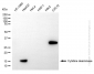 KD-Validated Anti-CDA Rabbit Monoclonal Antibody