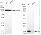 KD-Validated Anti-CDA Rabbit Monoclonal Antibody