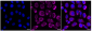 KD-Validated Anti-PCAF Rabbit Monoclonal Antibody