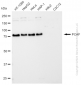 KD-Validated Anti-PCAF Rabbit Monoclonal Antibody