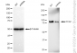KD-Validated Anti-PCAF Rabbit Monoclonal Antibody