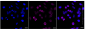 KD-Validated Anti-LAMP1 /CD107a Rabbit Monoclonal Antibody