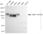 KD-Validated Anti-LAMP1 /CD107a Rabbit Monoclonal Antibody
