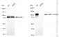 KD-Validated Anti-LAMP1 /CD107a Rabbit Monoclonal Antibody