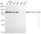 KD-Validated Anti-PI3 Kinase p110 beta Rabbit Monoclonal Antibody