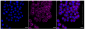 KD-Validated Anti-Flotillin 1 Rabbit Monoclonal Antibody
