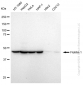 KD-Validated Anti-Flotillin 1 Rabbit Monoclonal Antibody