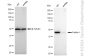 KD-Validated Anti-Flotillin 1 Rabbit Monoclonal Antibody