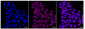 KD-Validated Anti-Erb-b2 receptor tyrosine kinase 2 Rabbit Monoclonal Antibody