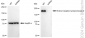 KD-Validated Anti-Erb-b2 receptor tyrosine kinase 2 Rabbit Monoclonal Antibody