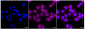 KD-Validated Anti-Integrin β 1 Rabbit Monoclonal Antibody
