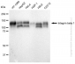 KD-Validated Anti-Integrin β 1 Rabbit Monoclonal Antibody