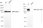 KD-Validated Anti-Integrin β 1 Rabbit Monoclonal Antibody