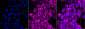 KD-Validated Anti-FumaRate HydRatase Mouse Monoclonal Antibody