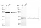 KD-Validated Anti-FumaRate HydRatase Mouse Monoclonal Antibody