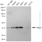 KD-Validated Anti-HIBCH Mouse Monoclonal Antibody
