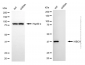 KD-Validated Anti-HIBCH Mouse Monoclonal Antibody