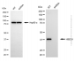 KD-Validated Anti-HIBCH Mouse Monoclonal Antibody