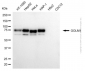 KD-Validated Anti-GOLM1 Mouse Monoclonal Antibody