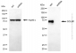 KD-Validated Anti-GOLM1 Mouse Monoclonal Antibody