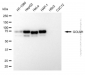 KD-Validated Anti-GOLM1 Mouse Monoclonal Antibody