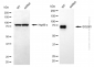KD-Validated Anti-GOLM1 Mouse Monoclonal Antibody