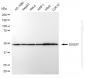 KD-Validated Anti-DDOST Mouse Monoclonal Antibody