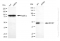 KD-Validated Anti-DDOST Mouse Monoclonal Antibody