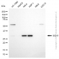 KD-Validated Anti-GTP Cyclohydrolase 1 Mouse Monoclonal Antibody