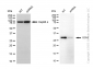 KD-Validated Anti-GTP Cyclohydrolase 1 Mouse Monoclonal Antibody