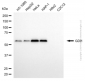 KD-Validated Anti-GDI1 Mouse Monoclonal Antibody
