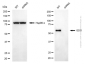 KD-Validated Anti-GDI1 Mouse Monoclonal Antibody