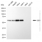 KD-Validated Anti-GDI1 Mouse Monoclonal Antibody