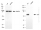 KD-Validated Anti-GDI1 Mouse Monoclonal Antibody