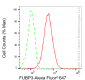 KD-Validated Anti-FUBP3 Mouse Monoclonal Antibody