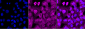 KD-Validated Anti-FUBP3 Mouse Monoclonal Antibody
