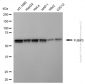 KD-Validated Anti-FUBP3 Mouse Monoclonal Antibody