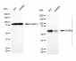 KD-Validated Anti-FUBP3 Mouse Monoclonal Antibody