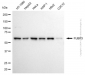 KD-Validated Anti-FUBP3 Mouse Monoclonal Antibody