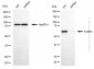KD-Validated Anti-FUBP3 Mouse Monoclonal Antibody