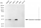 KD-Validated Anti-Galactose Mutarotase Mouse Monoclonal Antibody